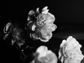Monochrome closeup shot of roseform begonias with beautiful soft petals against a dark background