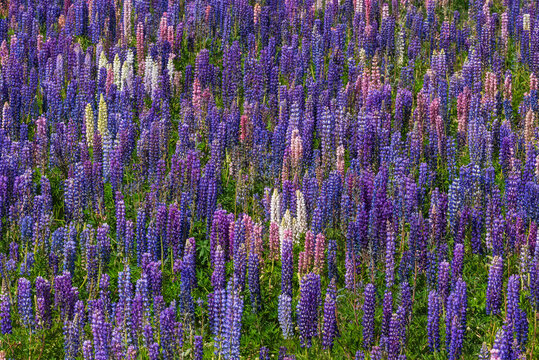 Pink and purple lupines (Lupinus polyphyllus) blooming in springtime meadow