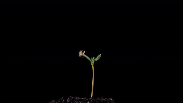 Cannabis growth time lapse on black background, life start concept, cannabis grows on black background 4k video