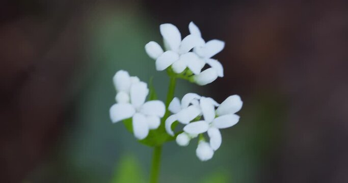 The flower of Galium odoratum, the sweetscented bedstraw