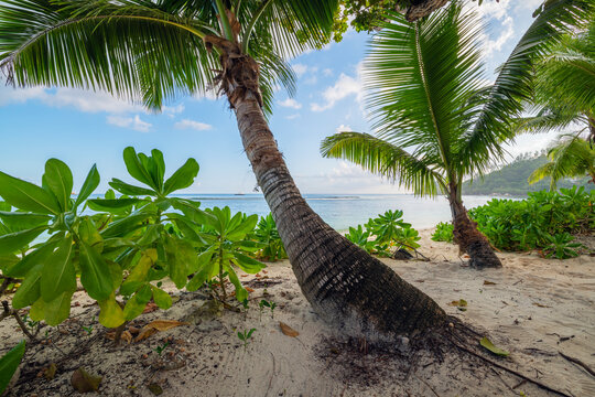 Palm trees growing on Baie Lazare beach in summer
