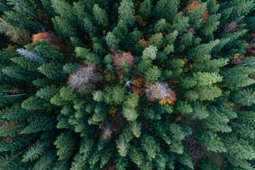 Drone view of green coniferous forest in autumn