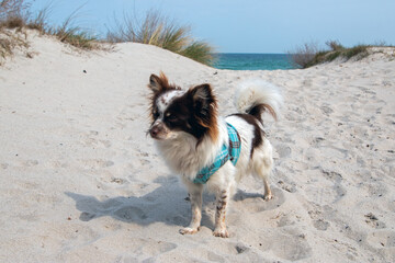Chihuahua mit maritimen T Shirt am Strand von Juliusruh Insel Rügen