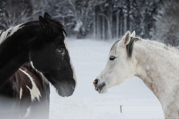 white horse in winter