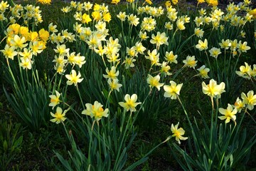 Yellow Daffodil flower - 黄色い水仙