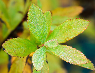 leaves