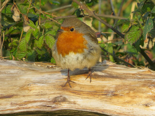 cute robin perched on a fence