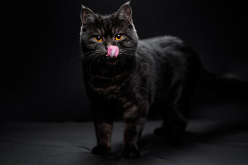Obraz premium Adorable scottish black tabby cat on black background.