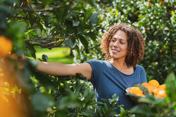 Woman picking fresh oranges from tree in garden