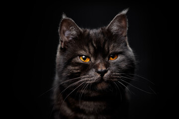 Fototapeta na wymiar Adorable scottish black tabby cat on black background.