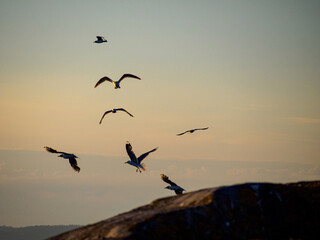 Silhouettes of seagulls flying in the sunset