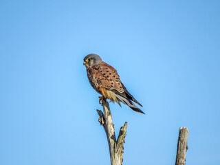 the kestrel a bird of prey with pointed wings and long tail