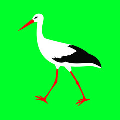 Bird stork white vector isolated. The stork (Ciconia ciconia) is coming. Stock illustration