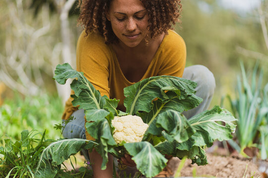 Woman with freckle picking cauliflower in vegetable garden