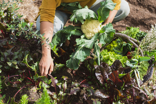 Woman Holding Cauliflower While Picking Vegetables In Garden