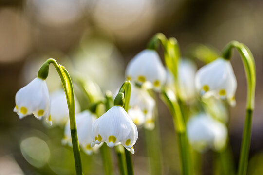 Spring snowflakes (Leucojum vernum) blooming in spring