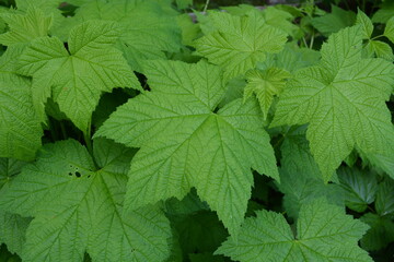 green leaves in the sun