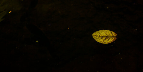yellow leaf and water