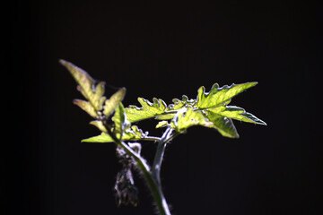 Picture of a green tree of a tomato plant, selective focus on plant
