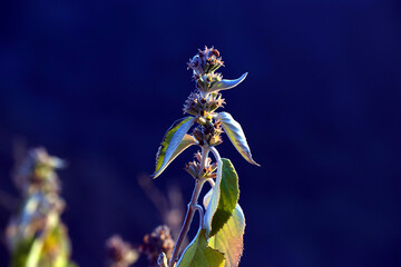 Green plant isolated on blue background