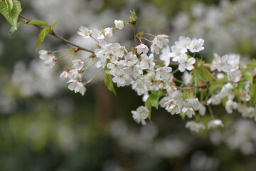 White bunch of white spring apricot flowers