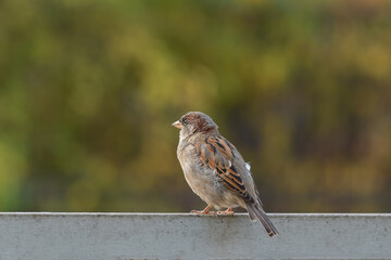 Little street sparrow on an iron parapet