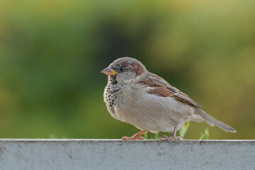 Little street sparrow on an iron parapet in profile