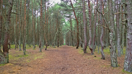 Path in the Dancing Forest on the Curonian Spit