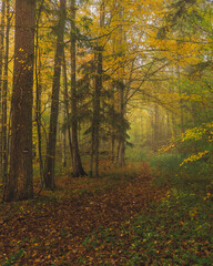 autumn forest in the morning