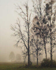 tree in the fog