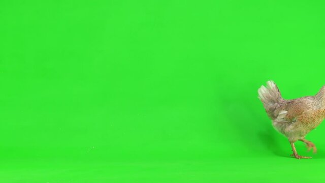 gray chicken goes from left to right on green screen. studio