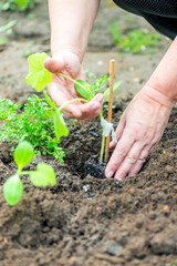 farmer planting a cucumber seedling in the vegetable garden