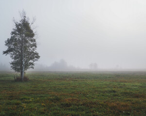 Obraz na płótnie Canvas morning mist in the forest