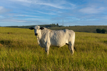 Nelore cow on pasture with blue sky