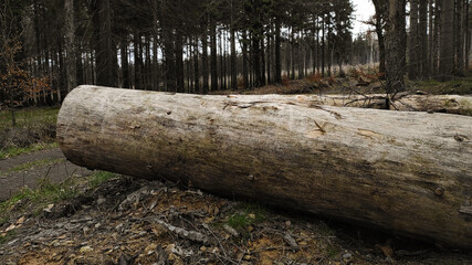Stump in forest