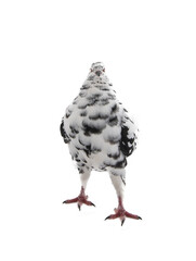 dove similar to dalmatians in color scheme isolated on white background