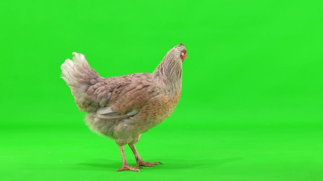 gray chicken walks on a green screen. studio