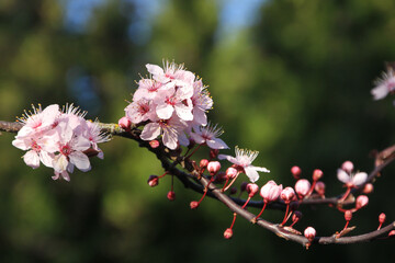 Cherry Blossom