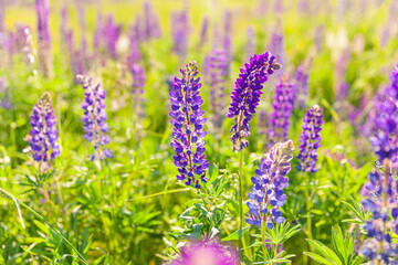 Fototapeta premium Beautiful blooming lupine flowers in spring time. Field of lupines plants background. Violet wild spring and summer flowers. Gentle warm soft colors selective focus, blurred background