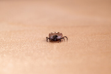 Engorged tick on wood. Lyme disease caused by borrelia.