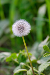 Pusteblume