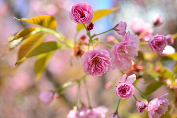 Beautiful cherry blossom sakura in spring time over blue sky