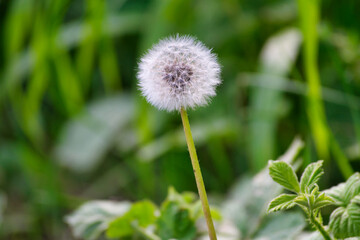 Pusteblume