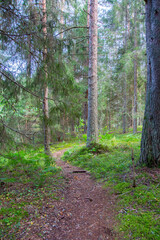 path in the forest