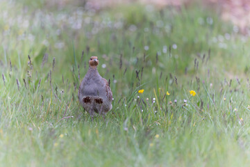 Perdrix grise Perdix perdix au sol en photo rapprochée