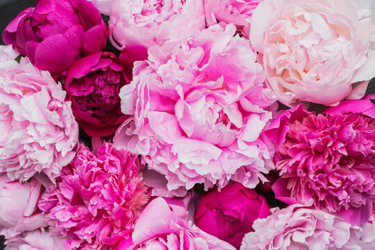 Full frame of pink blooming peonies