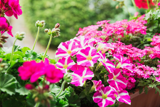 Pink potted petunias and pelargoniums blooming in summer
