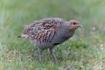 Perdrix grise Perdix perdix au sol en photo rapprochée