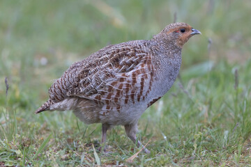 Perdrix grise Perdix perdix au sol en photo rapprochée