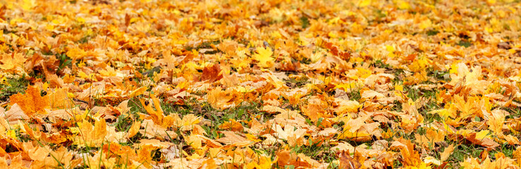 Orange maple leaves on the ground, top view. Autumn background